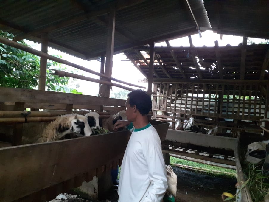 Investasi Domba Menguntungkan