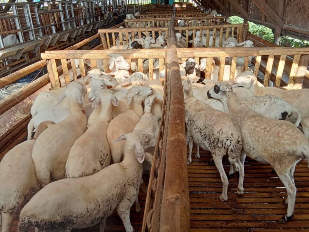 Cara Pendaftaran di MarkazDomba