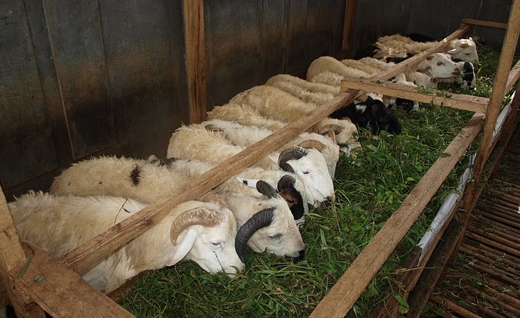 Syarat dan Ketentuan