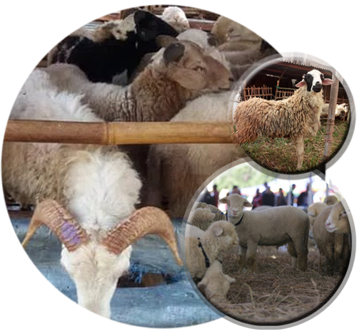 Form Pemesanan Domba