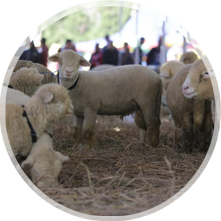 Investasi Untung Ganda