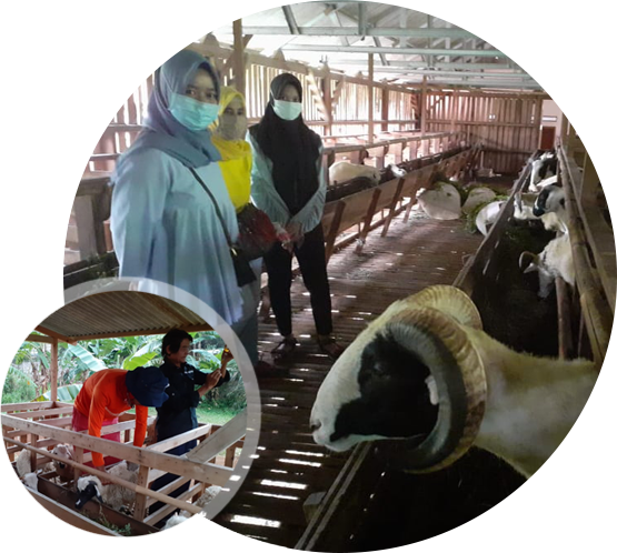 Tentang Markaz Domba | Investasi Ternak Domba